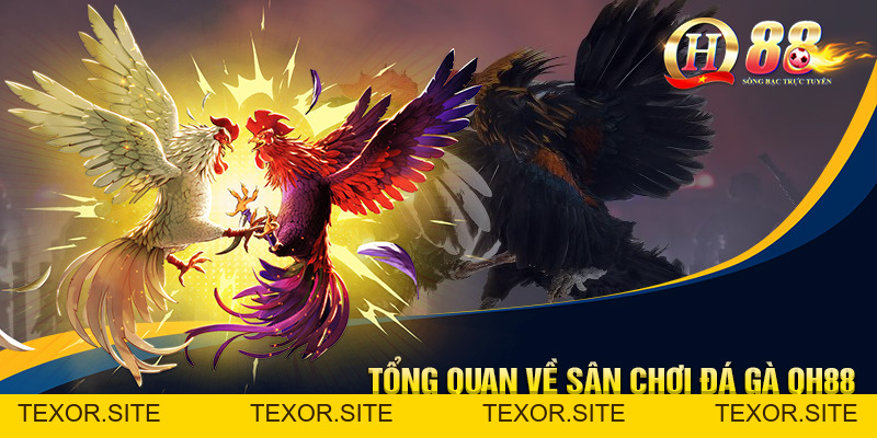 Đá Gà QH88 - Sân Chơi Trực Tuyến Hấp Dẫn, Hội Tụ Chiến Kê