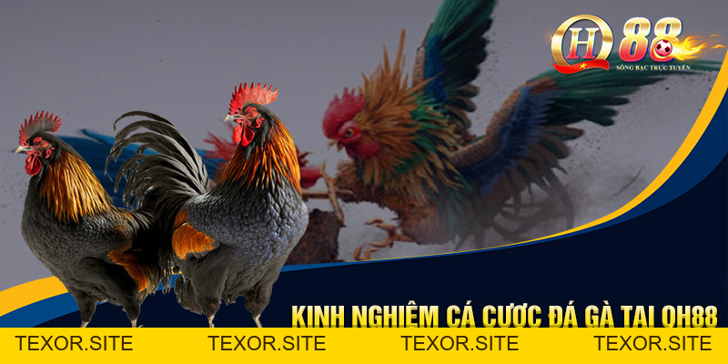 Đá Gà QH88 - Sân Chơi Trực Tuyến Hấp Dẫn, Hội Tụ Chiến Kê